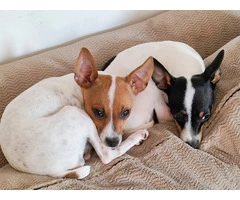 2 female Toy Fox Terrier puppies available - 10