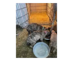 Fullblooded Presa Canario puppies for sale
