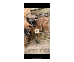 Fullblooded Presa Canario puppies for sale - 5