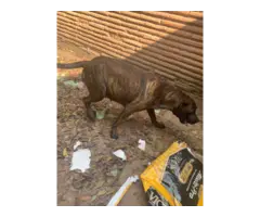 Fullblooded Presa Canario puppies for sale - 9