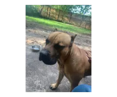 Fullblooded Presa Canario puppies for sale - 10