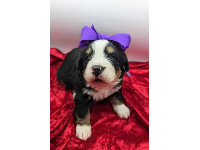 AKC Bernese Cattle Dog puppies for sale - 1/2