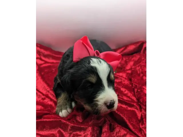 AKC Bernese Cattle Dog puppies for sale - 2/2