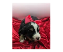 AKC Bernese Cattle Dog puppies for sale - 2