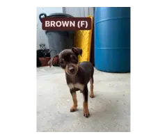 Brown and black Minpin puppies