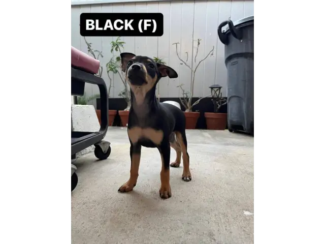 Brown and black Minpin puppies - 2/5