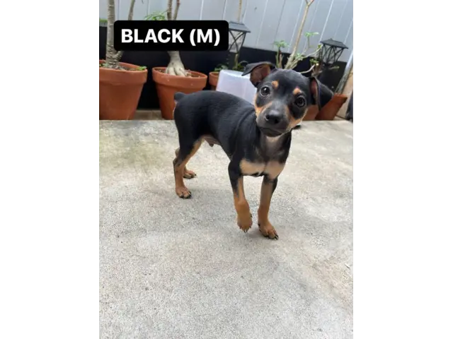 Brown and black Minpin puppies - 3/5