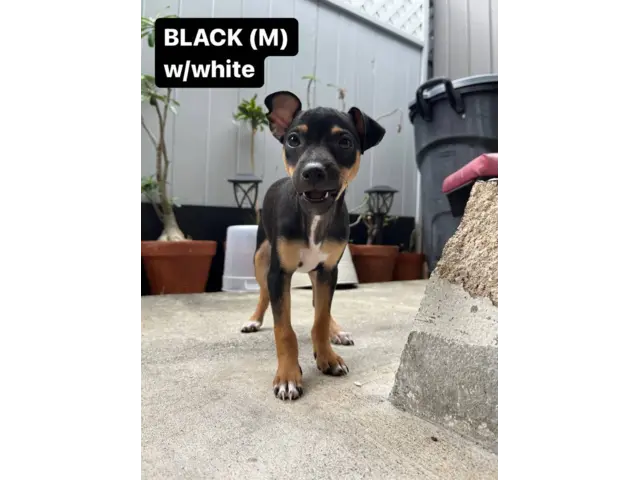 Brown and black Minpin puppies - 4/5