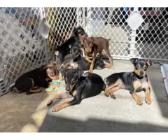 Brown and black Minpin puppies - 5