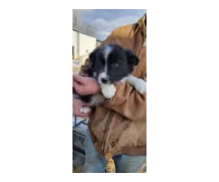 ABCA Border Collie Puppies for sale