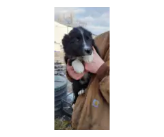ABCA Border Collie Puppies for sale - 2