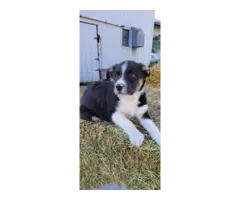ABCA Border Collie Puppies for sale - 5