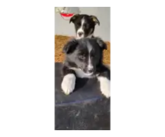 ABCA Border Collie Puppies for sale - 6