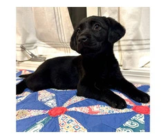 2 boy black Lab puppies for sale