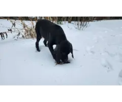 2 GSP puppies for adoption - 3
