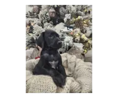 2 GSP puppies for adoption - 4