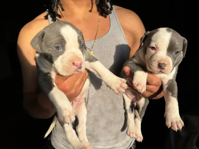 Pit bull cross puppies - 1/6