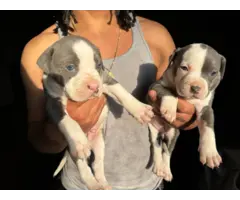 Pit bull cross puppies