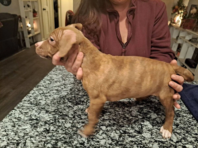 6 Pitbull puppies need new home ASAP - 1/9