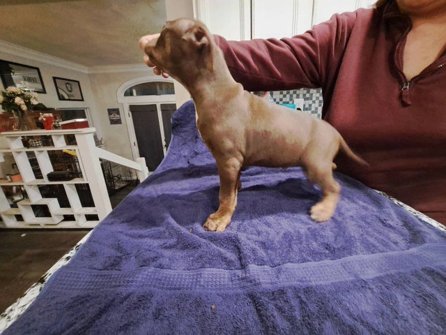 6 Pitbull puppies need new home ASAP - 4/9