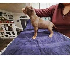 6 Pitbull puppies need new home ASAP - 4