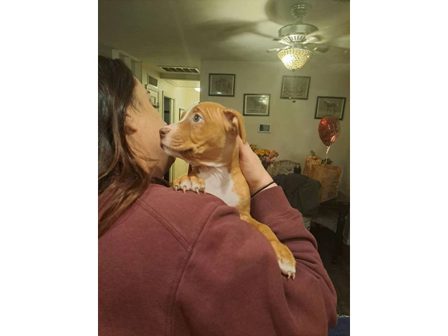6 Pitbull puppies need new home ASAP - 5/9