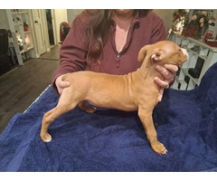 6 Pitbull puppies need new home ASAP - 7
