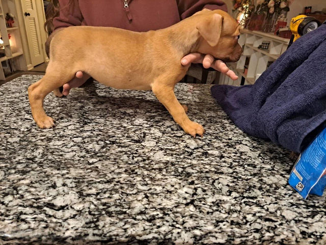 6 Pitbull puppies need new home ASAP - 8/9