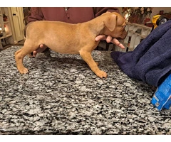 6 Pitbull puppies need new home ASAP - 8