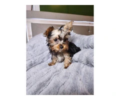 3 Yorkshire terrier puppies for sale