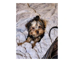 3 Yorkshire terrier puppies for sale - 2