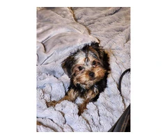 3 Yorkshire terrier puppies for sale - 3