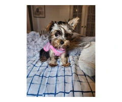 3 Yorkshire terrier puppies for sale - 4