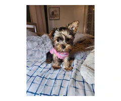 3 Yorkshire terrier puppies for sale - 5