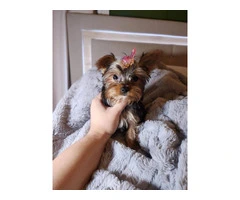 3 Yorkshire terrier puppies for sale - 6