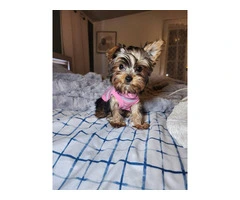 3 Yorkshire terrier puppies for sale - 7