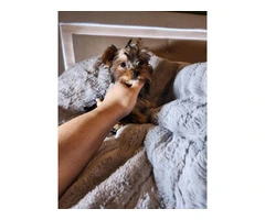 3 Yorkshire terrier puppies for sale - 8