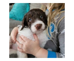 Poodle/Brittany mix puppies for sale