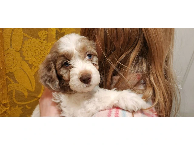 Poodle/Brittany mix puppies for sale - 2/3