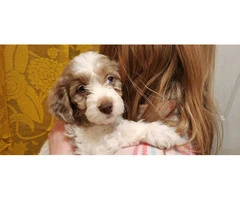 Poodle/Brittany mix puppies for sale - 2