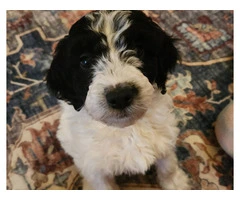 Poodle/Brittany mix puppies for sale - 3