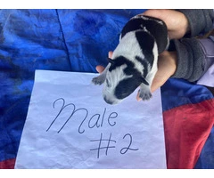 5 Purebred Blue heeler puppies for sale - 2