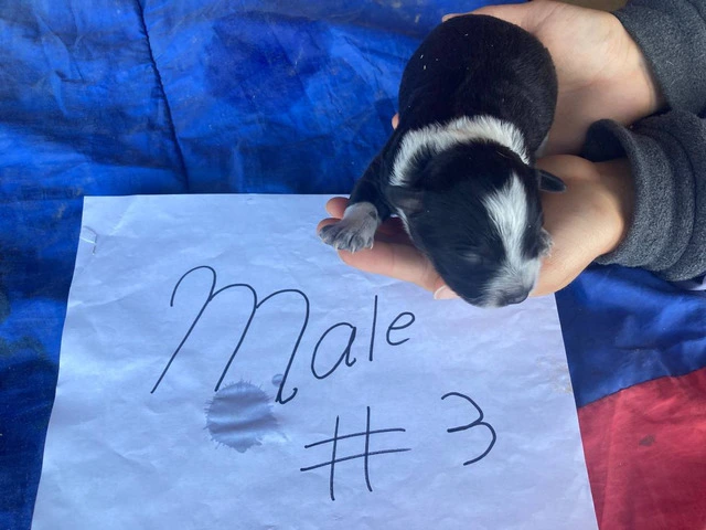 5 Purebred Blue heeler puppies for sale - 3/7