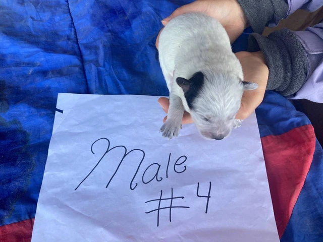 5 Purebred Blue heeler puppies for sale - 4/7