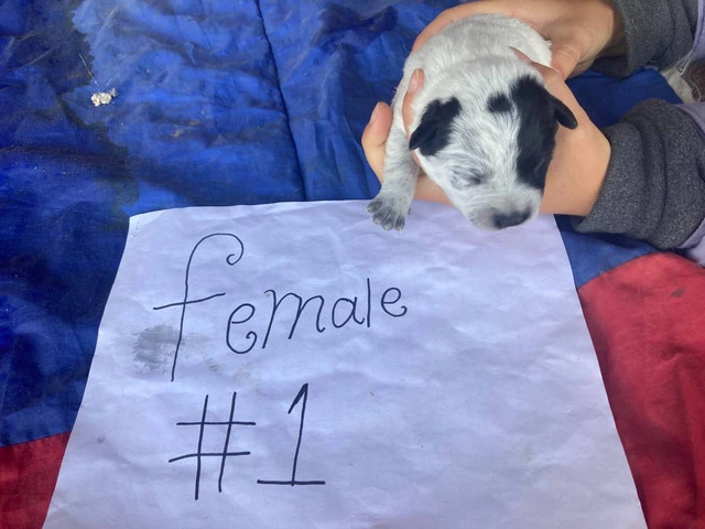 5 Purebred Blue heeler puppies for sale - 5/7