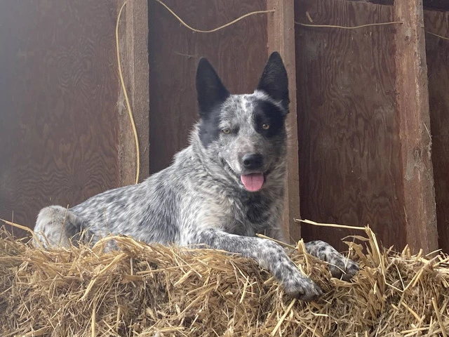 5 Purebred Blue heeler puppies for sale - 6/7