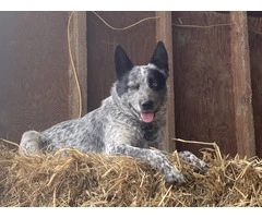 5 Purebred Blue heeler puppies for sale - 6