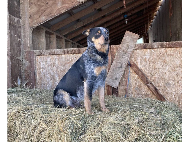 5 Purebred Blue heeler puppies for sale - 7/7