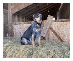 5 Purebred Blue heeler puppies for sale - 7