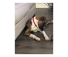 5 months old brindle Boxer puppy - 2